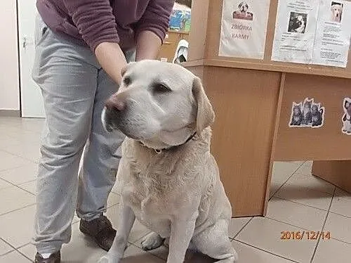 Biszkoptowy Wadim poleca się do adopcji_
