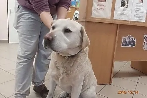 Biszkoptowy Wadim poleca się do adopcji_