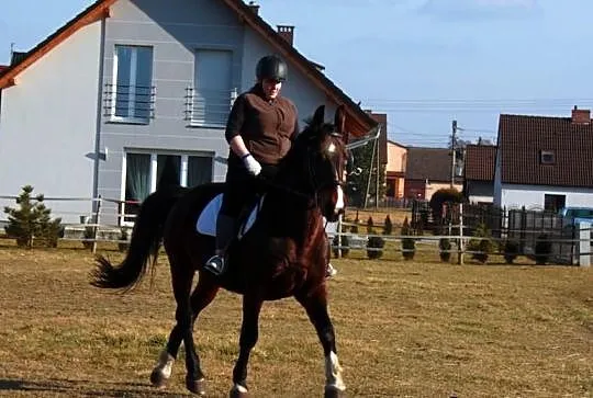 Sprzedam klacz dotacyjną Heriet