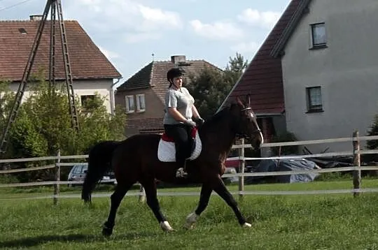 Sprzedam klacz dotacyjną Heriet