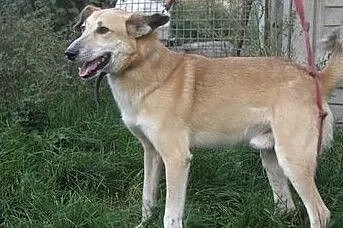 [Do adopcji]: NELEK - potrzebujący troskliwego domu!, Łódzkie, Łódź