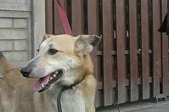[Do adopcji]: NELEK - potrzebujący troskliwego domu!, Łódzkie, Łódź