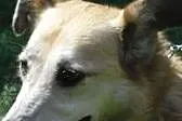 [Do adopcji]: NELEK - potrzebujący troskliwego domu!, Łódzkie, Łódź