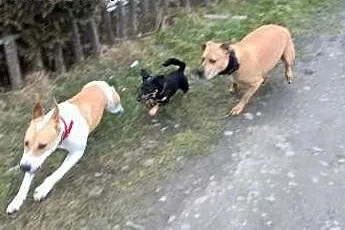 Dora, 9 miesięczna sunia w typie bull,  śląskie Ka