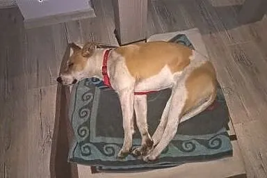 Dora, 9 miesięczna sunia w typie bull,  śląskie Ka