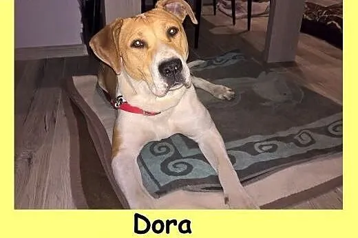 Dora, 9 miesięczna sunia w typie bull,  śląskie Ka