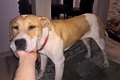 Dora, 9 miesięczna sunia w typie bull,  śląskie Ka