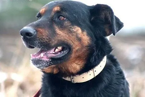 Kaszmir- wyjątkowy pies, gotowy by poznać nowego w