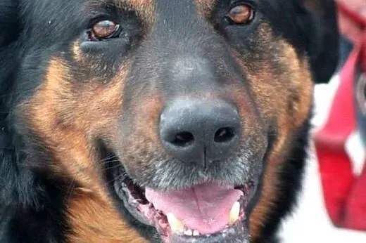 Kaszmir- wyjątkowy pies, gotowy by poznać nowego w