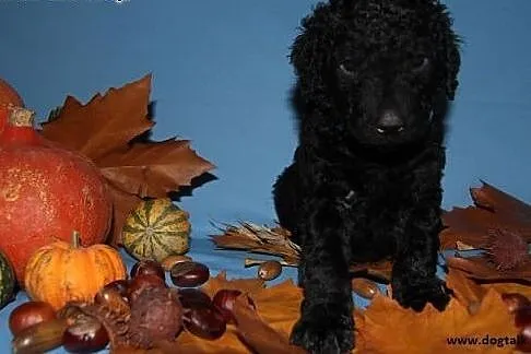 Curly Coated Retriever- szczenięta z rodowodem FCI