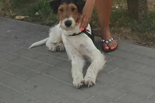 Inteligentny, przyjazny i posłuszny Fafik - FOX TERRIER ADOPCJA