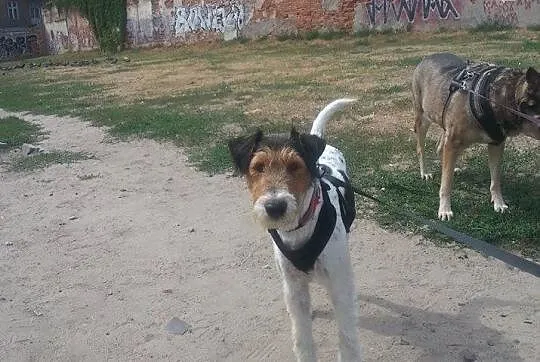 Inteligentny, przyjazny i posłuszny Fafik - FOX TE