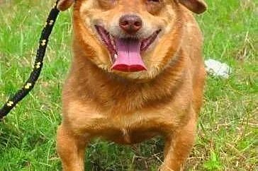 MIĘTUS - świetny, wesoły mały psiak do adopcji,  m