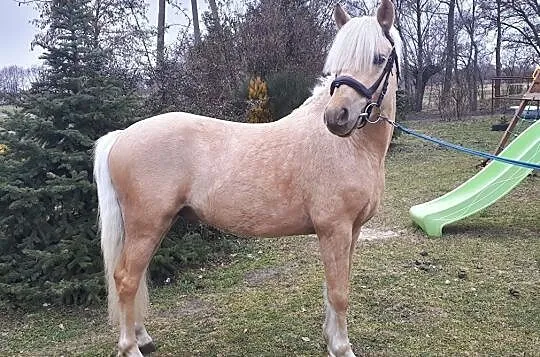 Ogierek ur 2017 IDEFIX po Zefir od Iskierki gr C, , 
