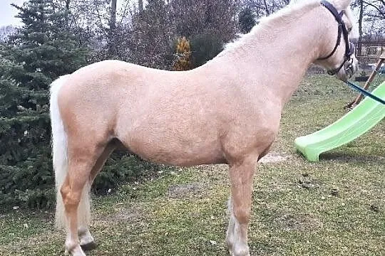 Ogierek ur 2017 IDEFIX po Zefir od Iskierki gr C, , 