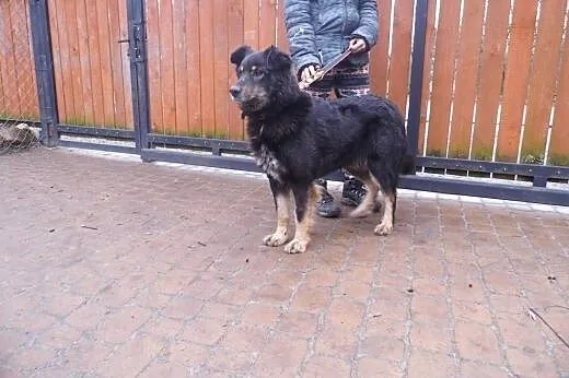 Diuna sunia spokojna,  lubuskie Zielona Góra