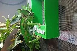 OKAZJA Kameleon z Terrarium cały zestaw!