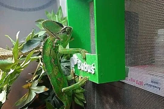 OKAZJA Kameleon z Terrarium cały zestaw!, Wielkopolskie, Malanów