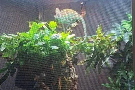 OKAZJA Kameleon z Terrarium cały zestaw!, Wielkopolskie, Malanów