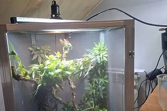 OKAZJA Kameleon z Terrarium cały zestaw!, Wielkopolskie, Malanów
