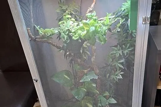 OKAZJA Kameleon z Terrarium cały zestaw!, Wielkopolskie, Malanów