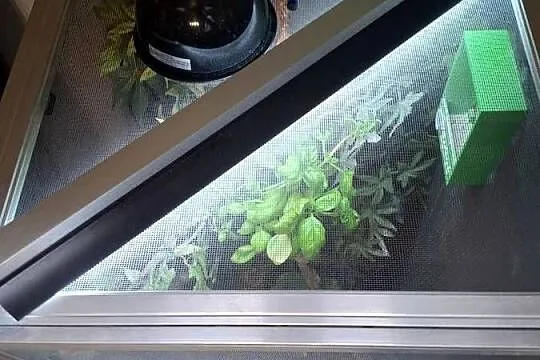 OKAZJA Kameleon z Terrarium cały zestaw!, Wielkopolskie, Malanów