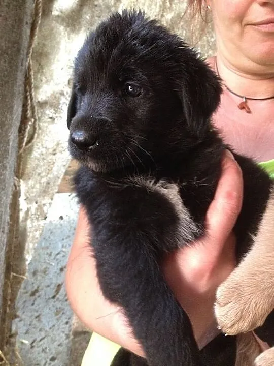 Śliczne szczeniaki do adopcji