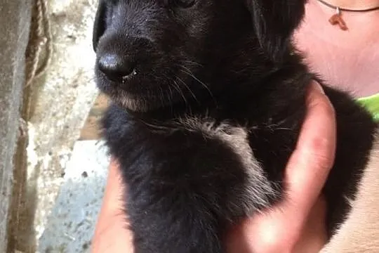 Śliczne szczeniaki do adopcji