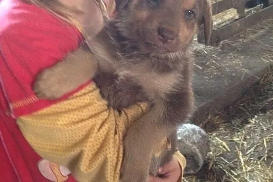 Śliczne szczeniaki do adopcji