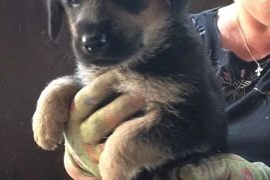 Śliczne szczeniaki do adopcji
