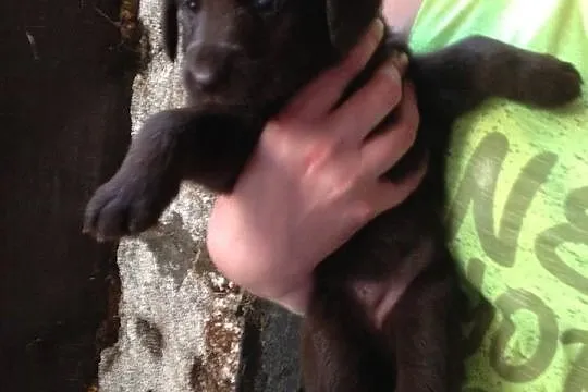 Śliczne szczeniaki do adopcji