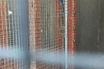 Aleksandretty obrożne lęgowe szeki i głowa ogon różne mutacje!, Wielkopolskie, Rawicz