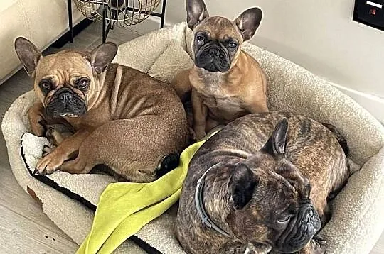 Buldog francuski