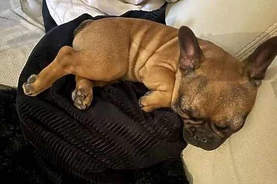 Buldog francuski, Łódzkie, Łódź