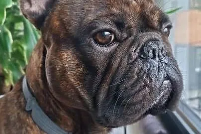 Buldog francuski, Łódzkie, Łódź