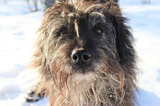 Spokojny Morus szuka domu