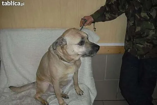 Charlie z kanapy do schronu