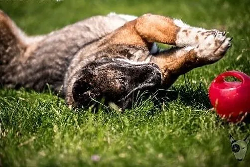 Cztery łapy, noś i ogon - APE jest drugą połową :)