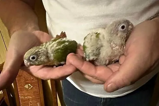 Ręcznie karmione papugi Rudosterki sprzedam, Łódzkie, Zgierz