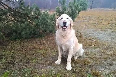 Golden Retriever MILO - poszukuje domu,  mazowieck