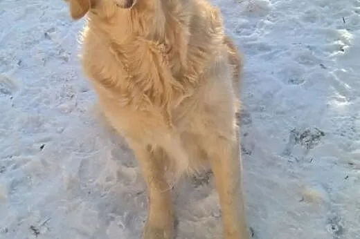 Golden Retriever MILO - poszukuje domu,  mazowieck