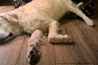 Golden Retriever MILO - poszukuje domu,  mazowieck