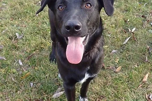 OTIS -1,5 roczny pies do adopcji FILMIK,  wielkopo