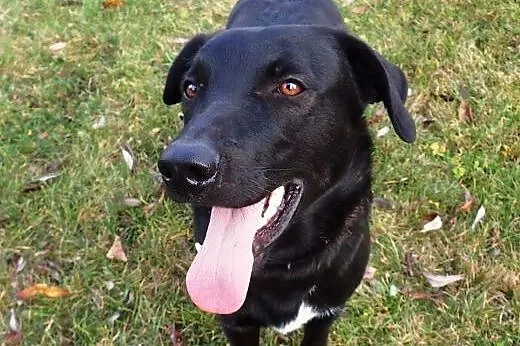 OTIS -1,5 roczny pies do adopcji FILMIK,  wielkopo