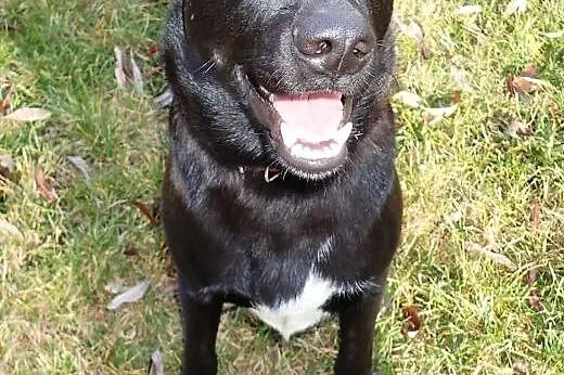 OTIS -1,5 roczny pies do adopcji FILMIK,  wielkopo