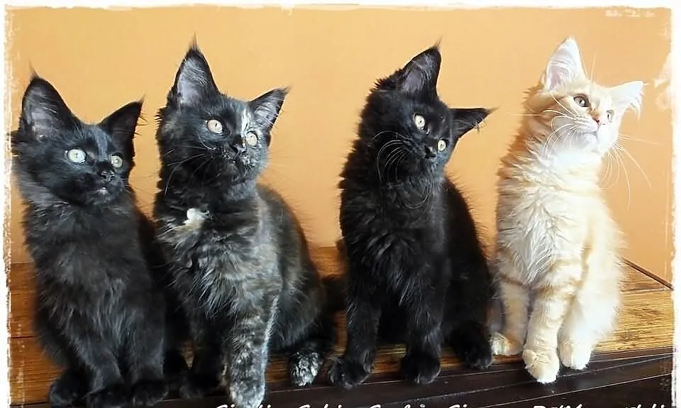 Kocięta rodowodowe rasy MaineCoon , Zabrze , hodow