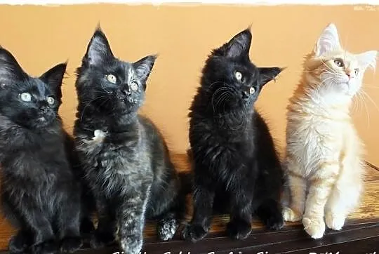 Kocięta rodowodowe rasy MaineCoon , Zabrze , hodow