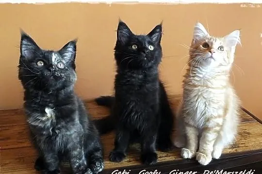 Kocięta rodowodowe rasy MaineCoon , Zabrze , hodow