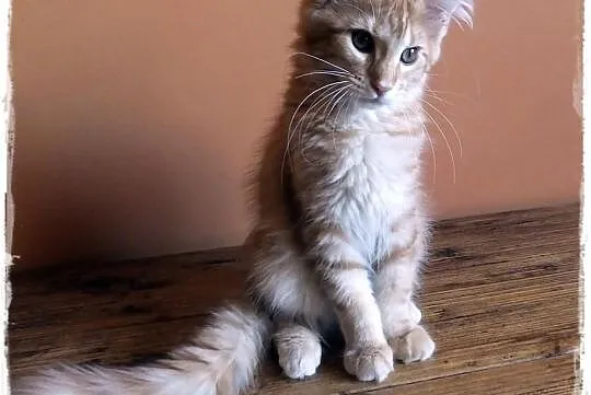 Kocięta rodowodowe rasy MaineCoon , Zabrze , hodow