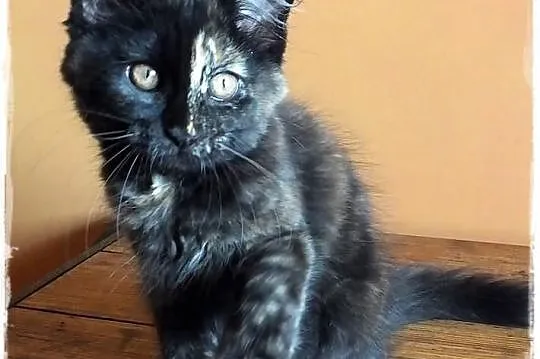 Kocięta rodowodowe rasy MaineCoon , Zabrze , hodow